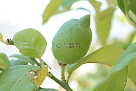 檸檬,綠色的,水果