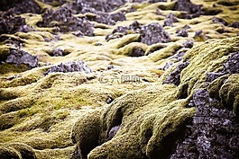 綠色,苔,冰島
