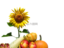 秋季,太陽花,感恩節(jié)