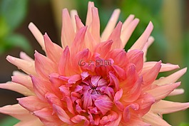 花卉,性質(zhì),嬌琴紗