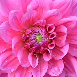 花卉,性質,嬌琴紗