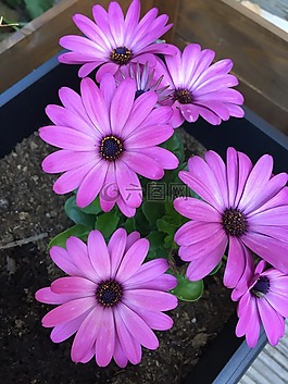 osteospemum,花卉,工廠