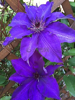 鐵線(xiàn)蓮,花卉,花園
