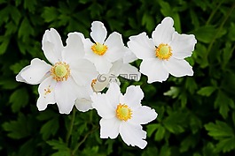植物,鮮花,?？?/>
                            </a>
                            <div   id=