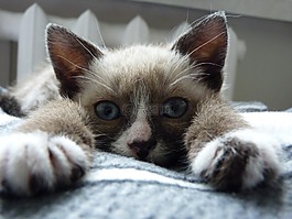 貓,動物,小貓