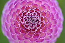 花卉,性質,嬌琴紗