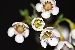 鮮花,葉子,廠