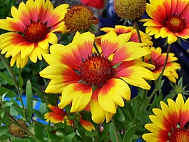 夏季鲜花,mädchenauge,放大视图