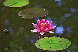 睡莲,水,粉色
