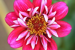花卉,性質(zhì),嬌琴紗
