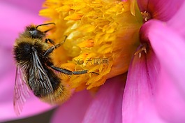 蜜蜂,動物,性質(zhì)