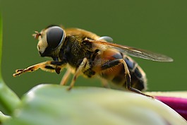 蜜蜂,動(dòng)物,性質(zhì)