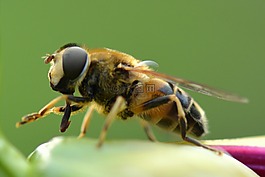 蜜蜂,動物,性質(zhì)
