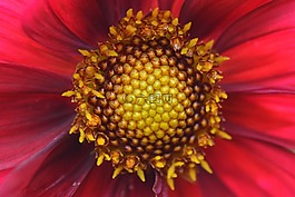 花卉,性質(zhì),嬌琴紗