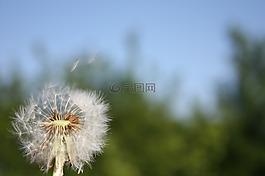 蒲公英,鮮花,草甸