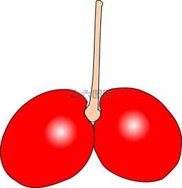 櫻桃,雙,水果