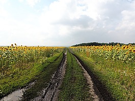 路,雨后,向日葵