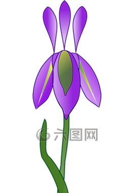 鳶尾花,花,紫色