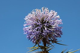 薊,花序,花