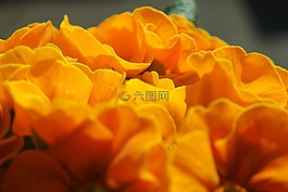 花,開花,廠