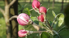 征战,花,苹果公司