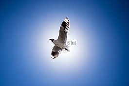 海鷗,的的,tunicondoriri
