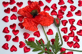 罌粟,klatschmohn,罌粟花