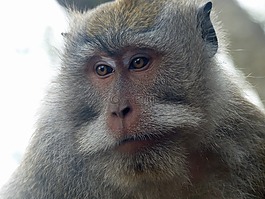 巴厘島,印度尼西亞,猴子