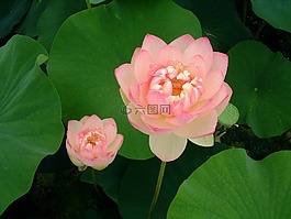 蓮花,鮮花