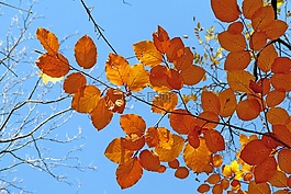 葉子,性質(zhì),秋天