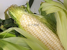 玉米,錐,食品