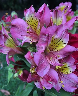 粉紅色的花瓣,花,春