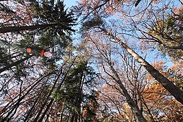 森林,秋季,樹木