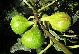 無花果,樹,水果