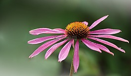 花,開花,sonnnenhut