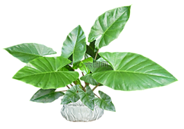 葉子,植物,鍋