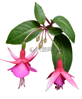 倒掛金鐘,花,夏天