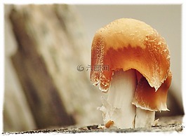 蘑菇,树菌,树上的蘑菇