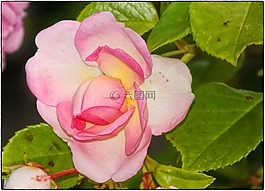 玫瑰,紅玫瑰,開花