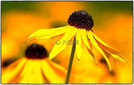 太陽帽子,黃色 coneflower,花