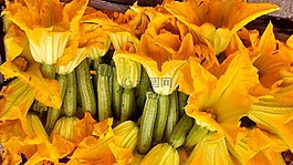 黃色,鮮花,南瓜