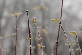 自然,植物,冬天
