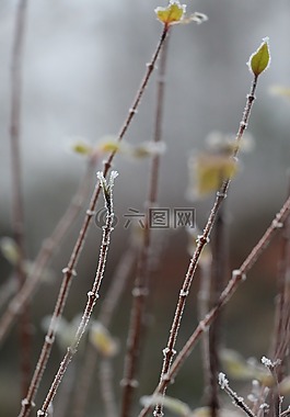 自然,植物,冬天