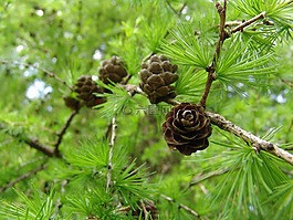 kumutschel,森林,科