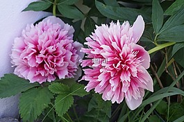 日工,花園,挪威