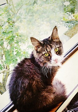 貓,skogkatt,茂丘西奧