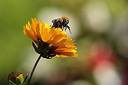 花,黃色,蜜蜂