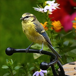 蓝雀,cyanistes 翅鸢,山雀