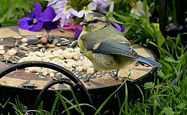 蓝雀,cyanistes 翅鸢,山雀