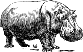河馬,動(dòng)物,大